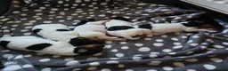 Fox Terrier dogs for sale: Wire hair fox terrier puppies  - Advert 8
