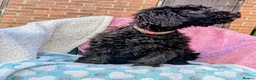 Spanish Water Dog dogs for sale: Spanish water dog  - Advert 16
