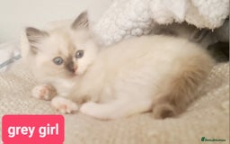 Ragdoll cats for sale: Pure ragdoll kittens READY NOW!! - Image 11