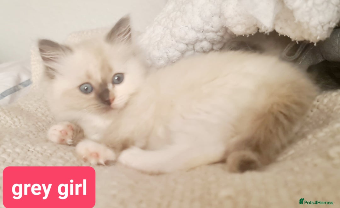 Ragdoll cats for sale: Pure ragdoll kittens READY NOW!! - Image 11