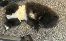 Pomeranian dogs for sale: 4 lovely Pomeranian Puppies for sale AVAILABLE NOW - Image 17