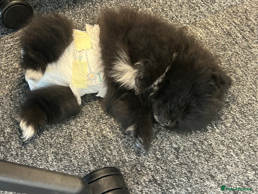 Pomeranian dogs for sale: 4 lovely Pomeranian Puppies for sale AVAILABLE NOW - Image 17