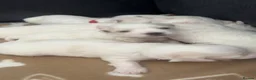 Maltese dogs for sale: 🤍 Beautiful Maltese Puppies – Ready to Reserve 🤍 - Advert 10