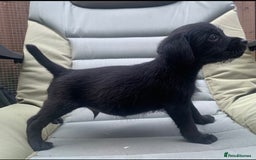 Patterdale Terrier dogs for sale: 3/4 border terrier x 1/4 patterdale   puppies  - Image 1