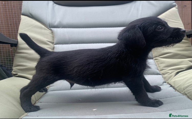 Patterdale Terrier dogs - Advert 4
