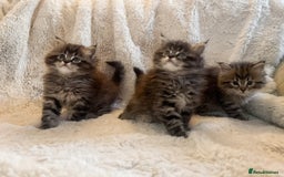 Maine Coon cats for sale: Maine Coon x Ragdoll Mix Kittens  Ready 27 Aug! 🐾 - Image 10