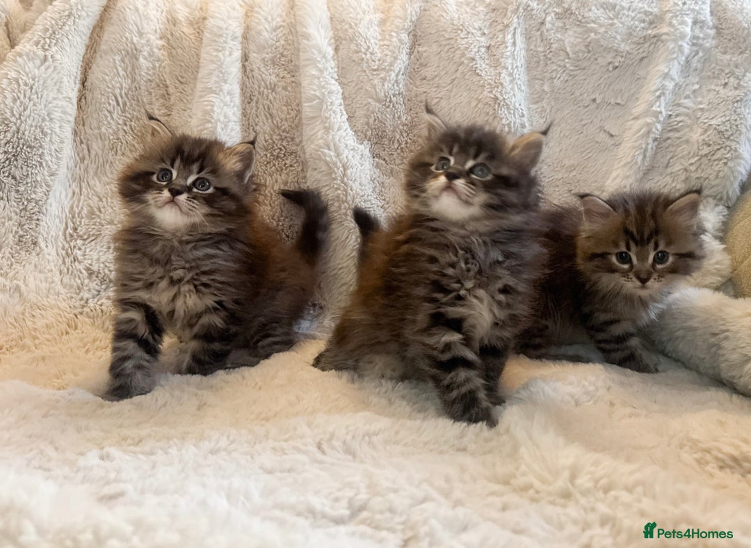 Maine Coon cats for sale: Maine Coon x Ragdoll Mix Kittens  Ready 27 Aug! 🐾 - Image 10