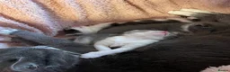 Mixed Breed cats for sale: Kittens half saimess  - Advert 2