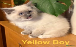 Ragdoll cats for sale: Ragdolls kittens- - Advert 33