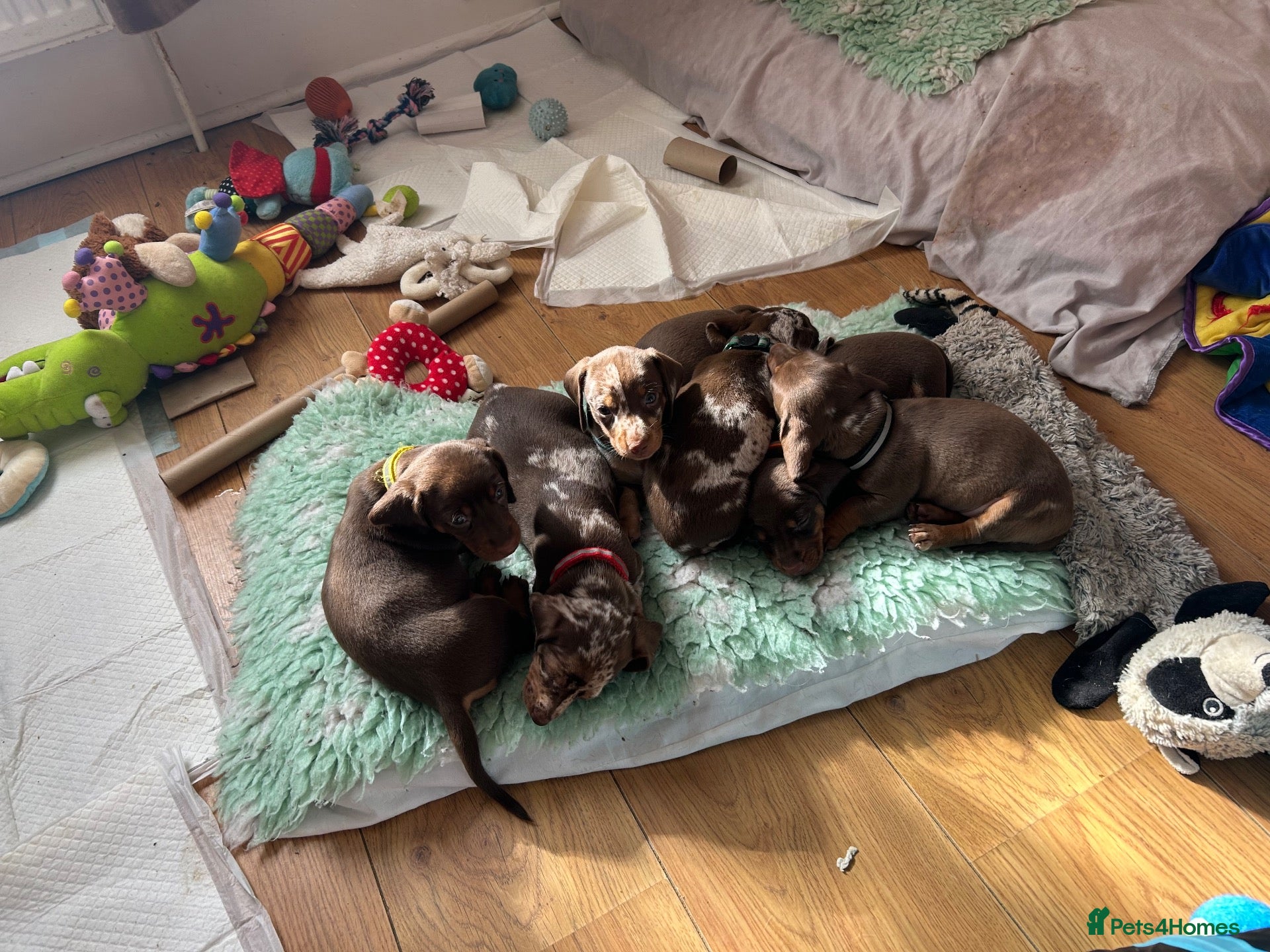 Miniature Dachshund dogs Unique Dapple Puppy - Advert 1