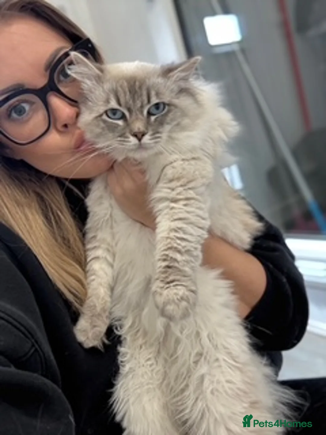 Ragdoll cats for sale: AMAZING GCCF Active Male Ragdoll  - Advert 10