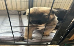 Shepsky dogs for sale: Shepsky - Image 15