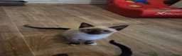 Snowshoe cats for sale: Seal Point Snowshoe kittens - two left - Advert 1