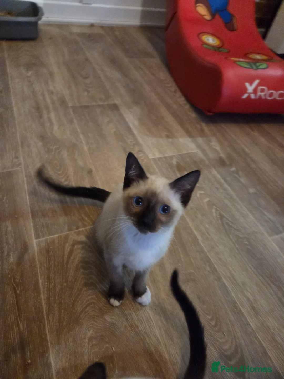 Snowshoe cats for sale: Seal Point Snowshoe kittens - two left - Advert 1
