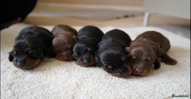 Miniature Dachshund dogs - Advert 7