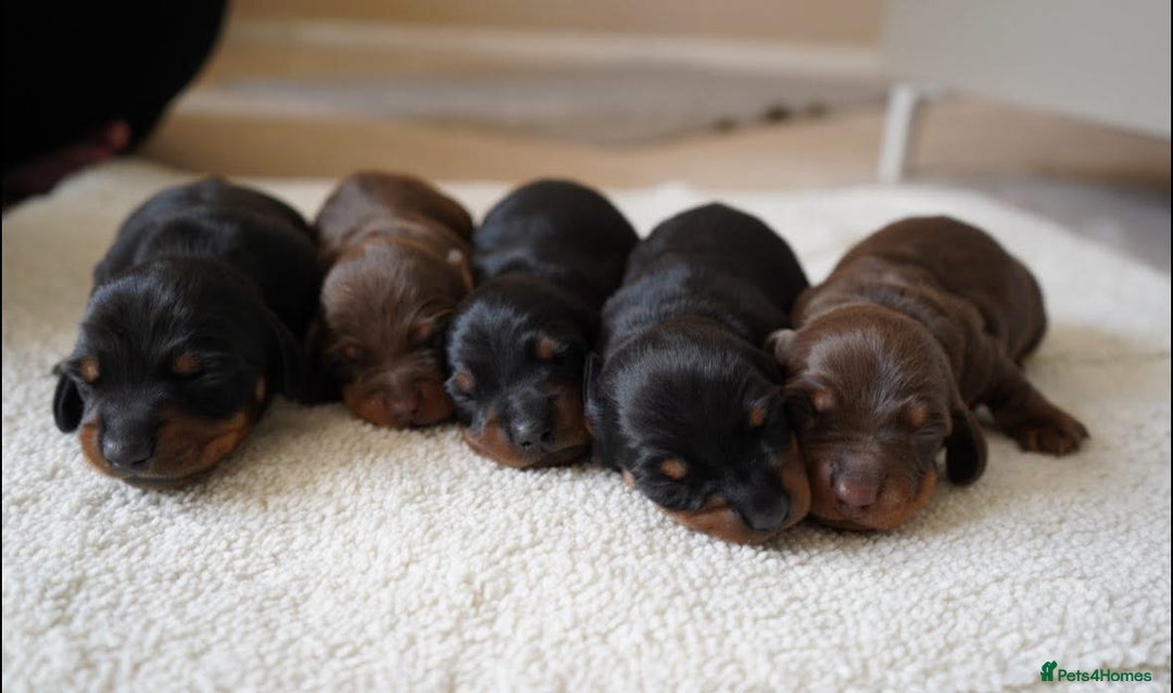 Miniature Dachshund dogs for sale: Miniature Smooth-Haired Dachshunds  - Image 1