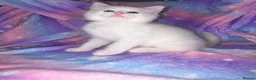 Maine Coon cats for sale: Beautiful Maine coon / Ragdoll Kitten  in Bristol - Advert 7
