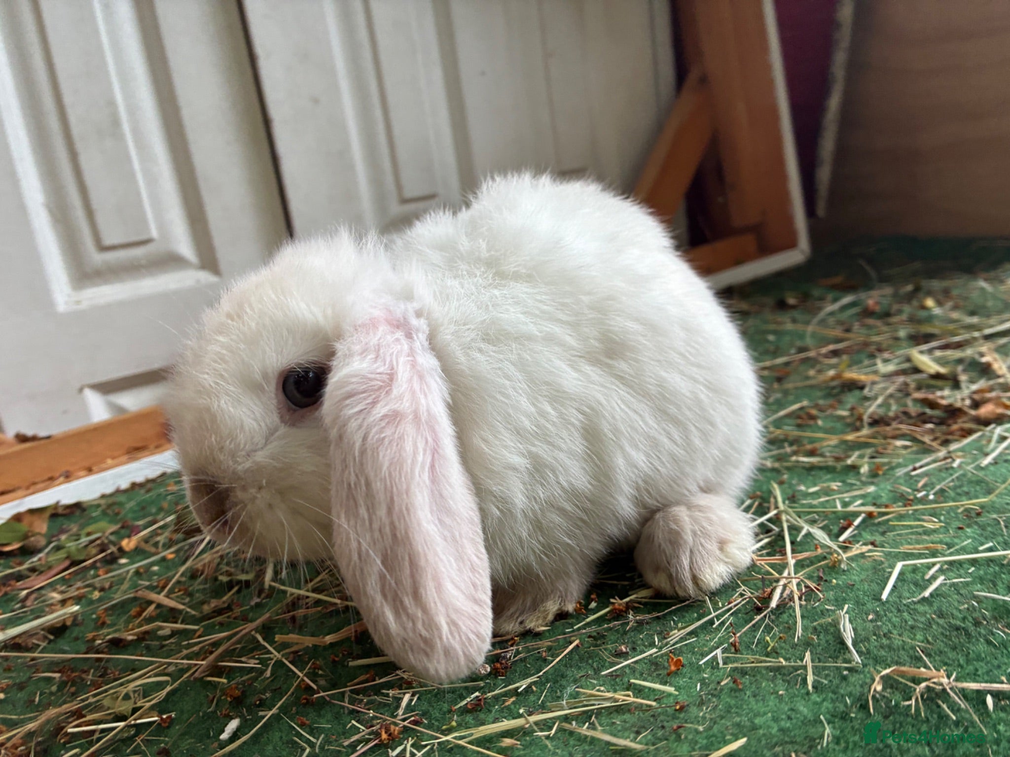 Lionhead rabbits 4 minilop babies m - Advert 6