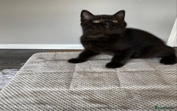 British Shorthair cats for sale: Black British Shorthair male  - Image 1
