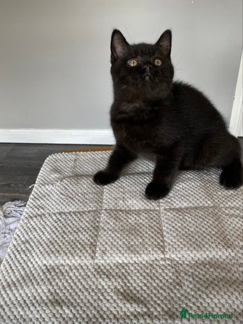 British Shorthair cats - Advert 2