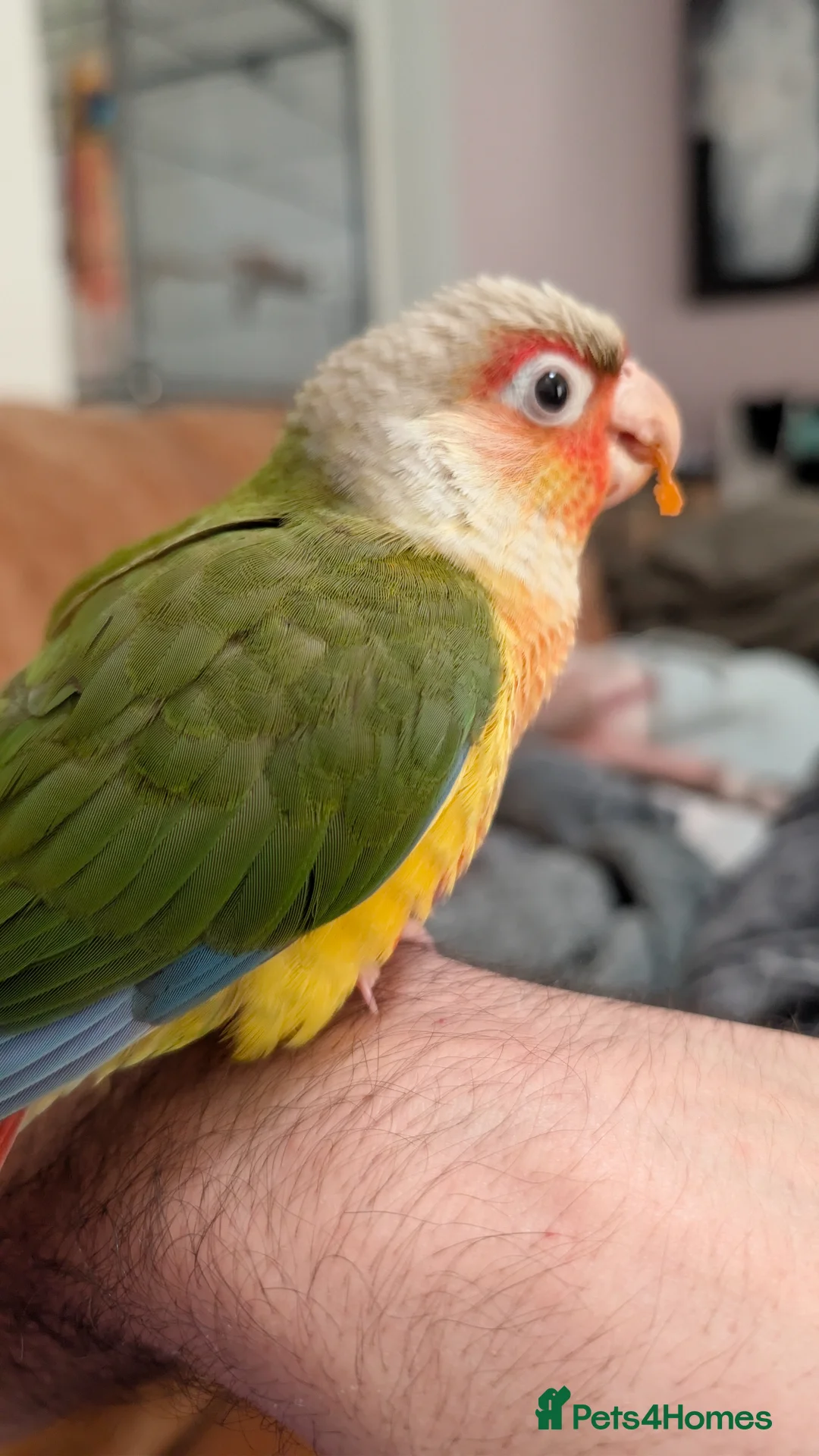 Conures birds for sale: Tame Conure Female  - Advert 1