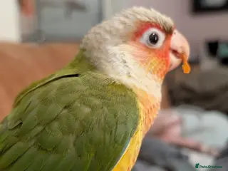 Conures birds Conure Parakeet Female - Advert 2