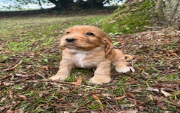 Cocker Spaniel dogs for sale: BEAUTIFUL KC SHOW TYPE COCKER SPANIELS  - Image 19