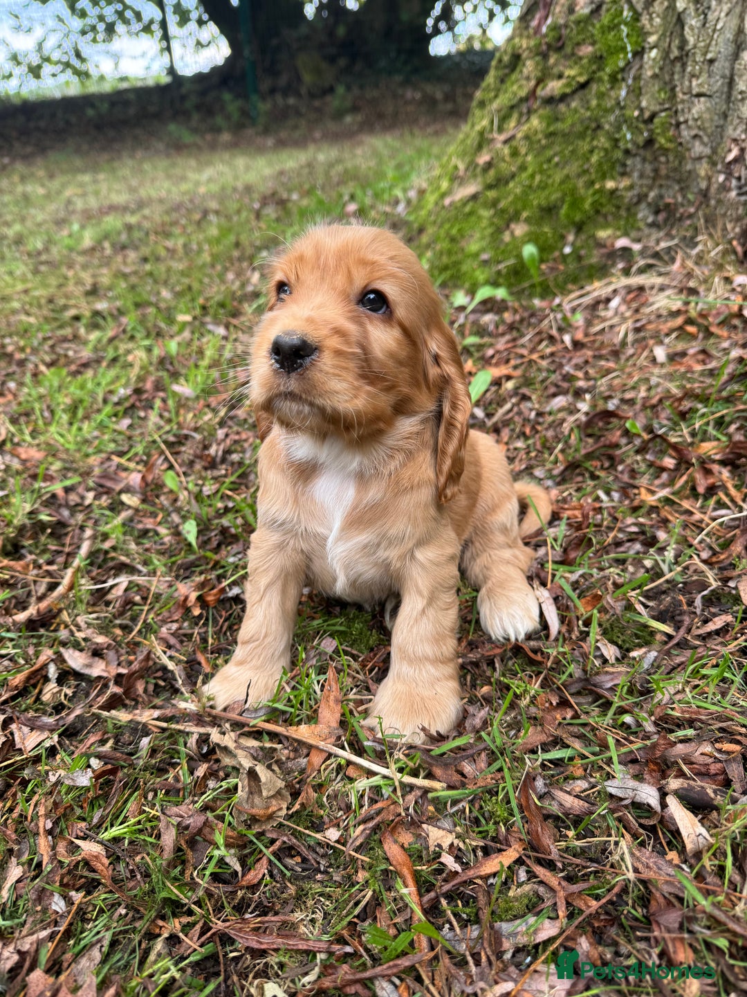 Cocker Spaniel dogs for sale: BEAUTIFUL KC SHOW TYPE COCKER SPANIELS  - Image 19