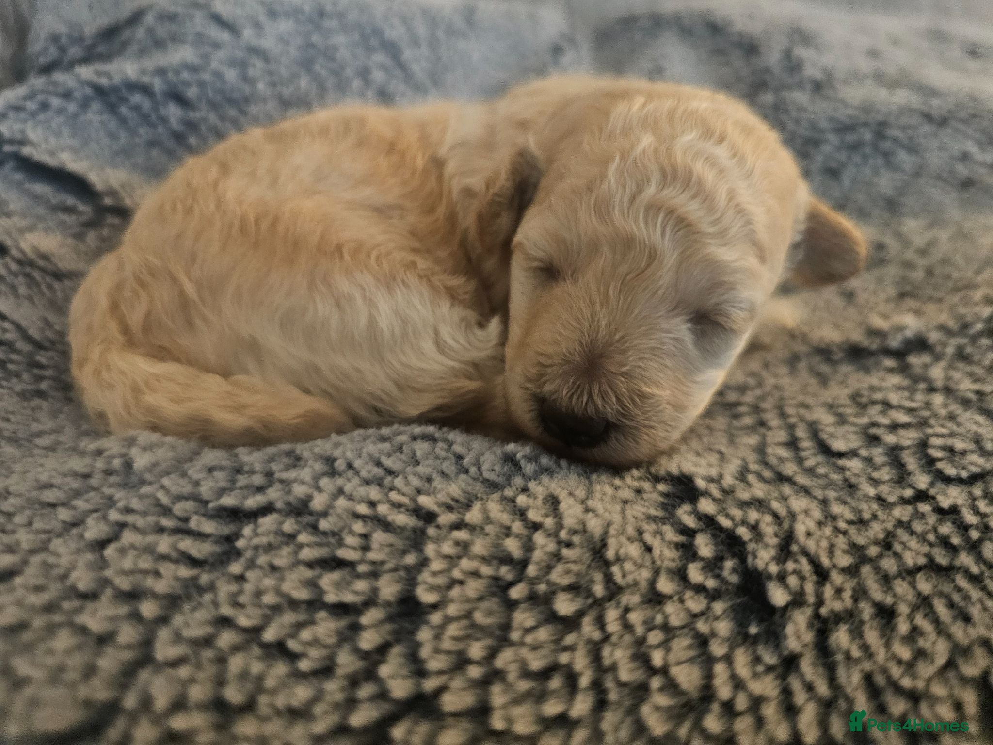 Miniature Poodle dogs Apricot miniature poodle - Advert 9