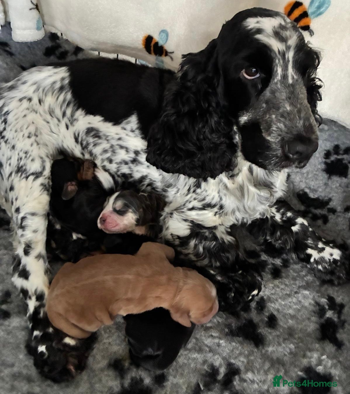 Cocker Spaniel dogs Gorgeous Show Cocker Puppies (KC Reg) - Advert 2