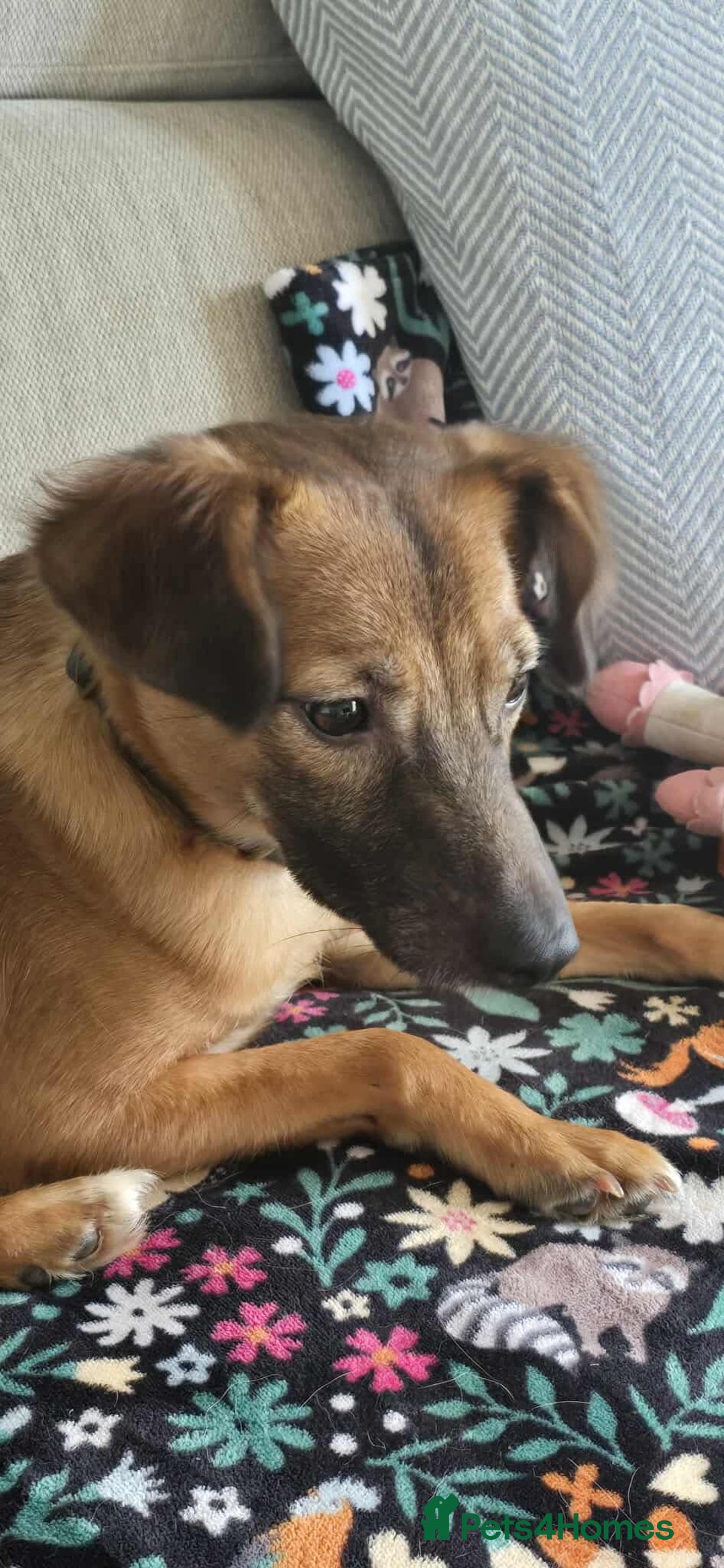 Mixed Breed dogs for adoption: Gorgeous little Lila - Image 7