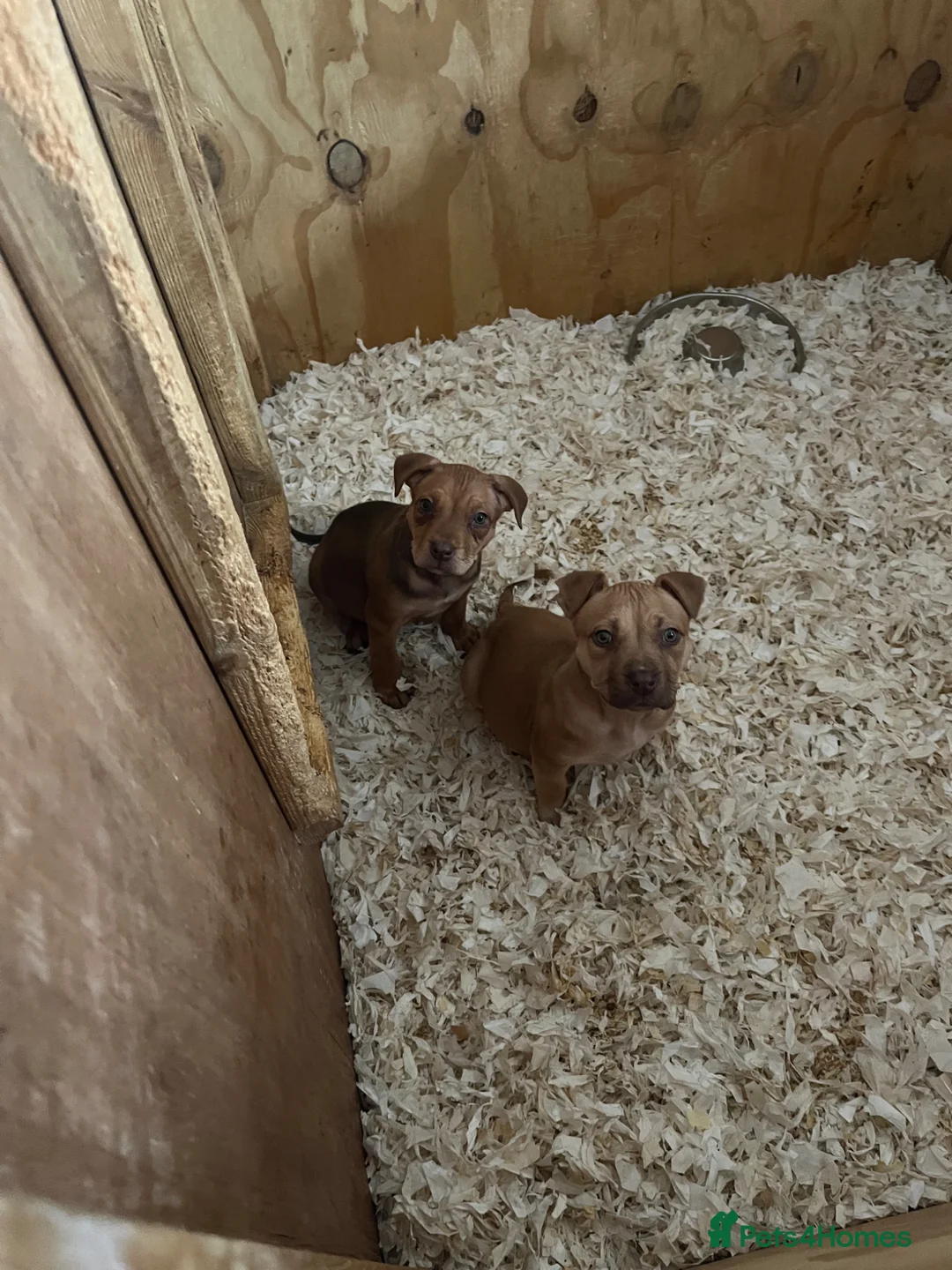 Mixed Breed dogs for sale: Mastiff x Serbian - Advert 2