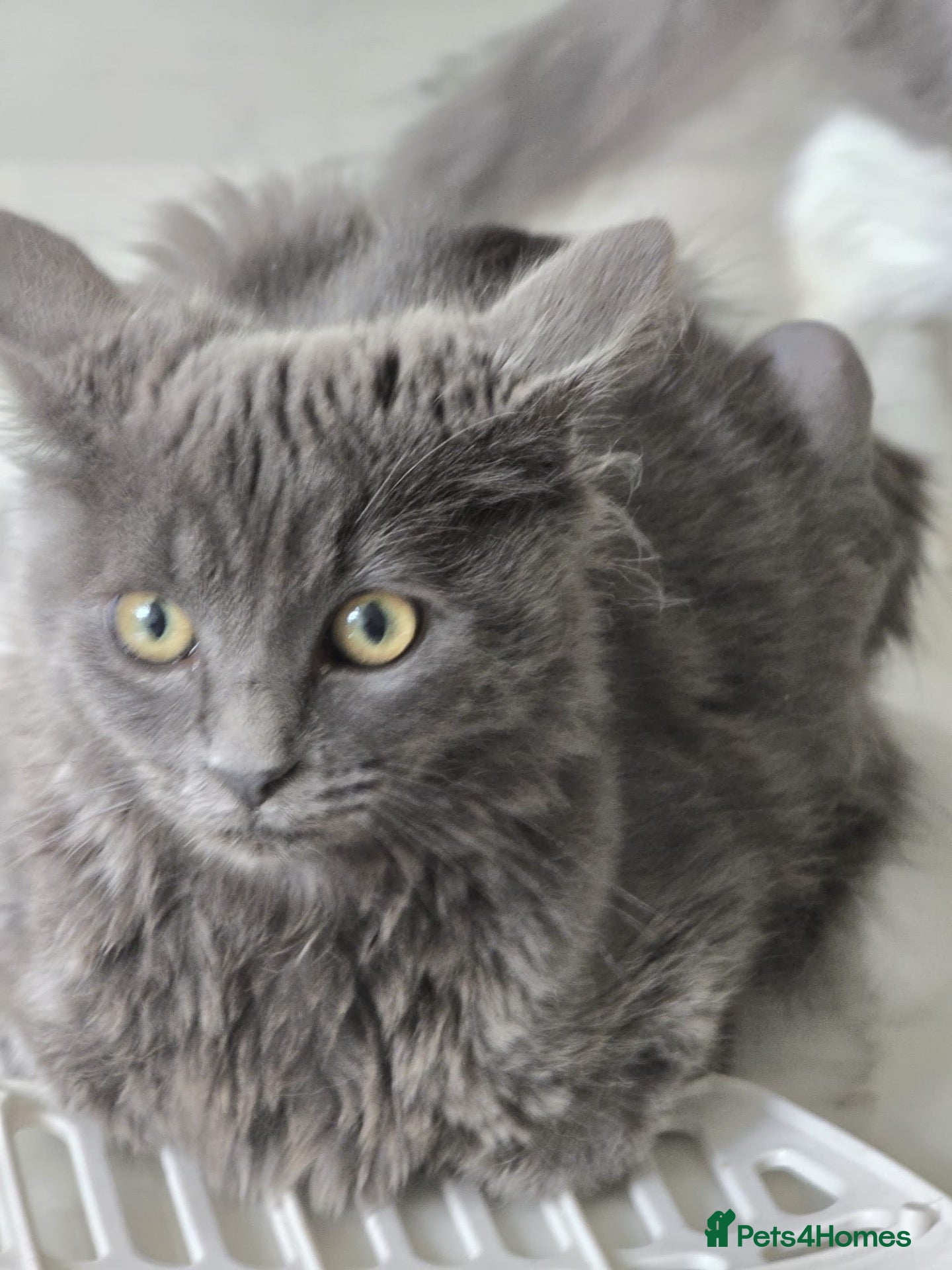 Mixed Breed cats Female and male- A gorgeous pair of kittens.  - Advert 1