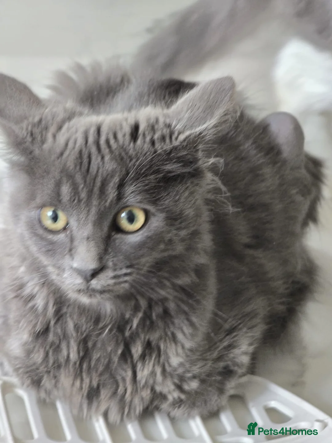 Mixed Breed cats for sale: Female and male- A gorgeous pair of kittens.  in Uxbridge - Advert 1