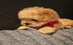 Maltipoo dogs for sale: Miniature Maltipoo Ready to Go - Image 12