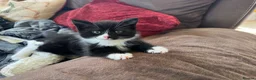 Mixed Breed cats for sale: Kittens for sale - Advert 1