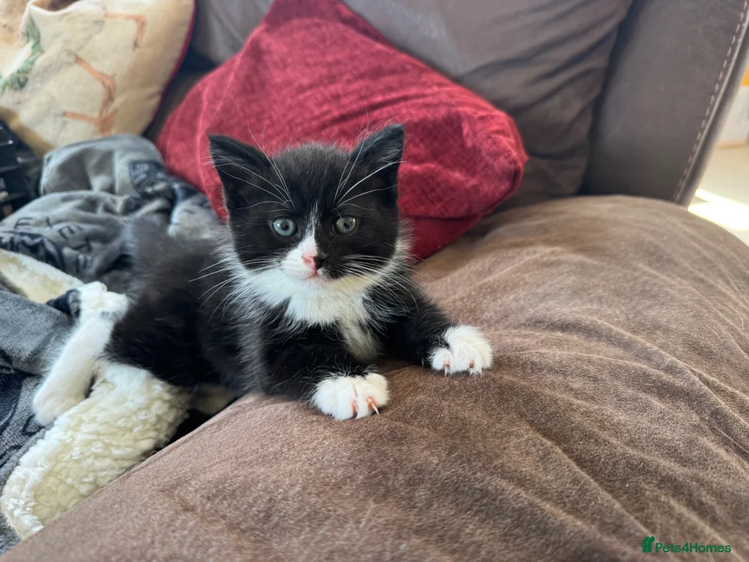 Mixed Breed cats for sale: Kittens for sale - Advert 1