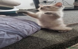 Ragdoll cats for sale: Ragdoll X Bengal - Image 18