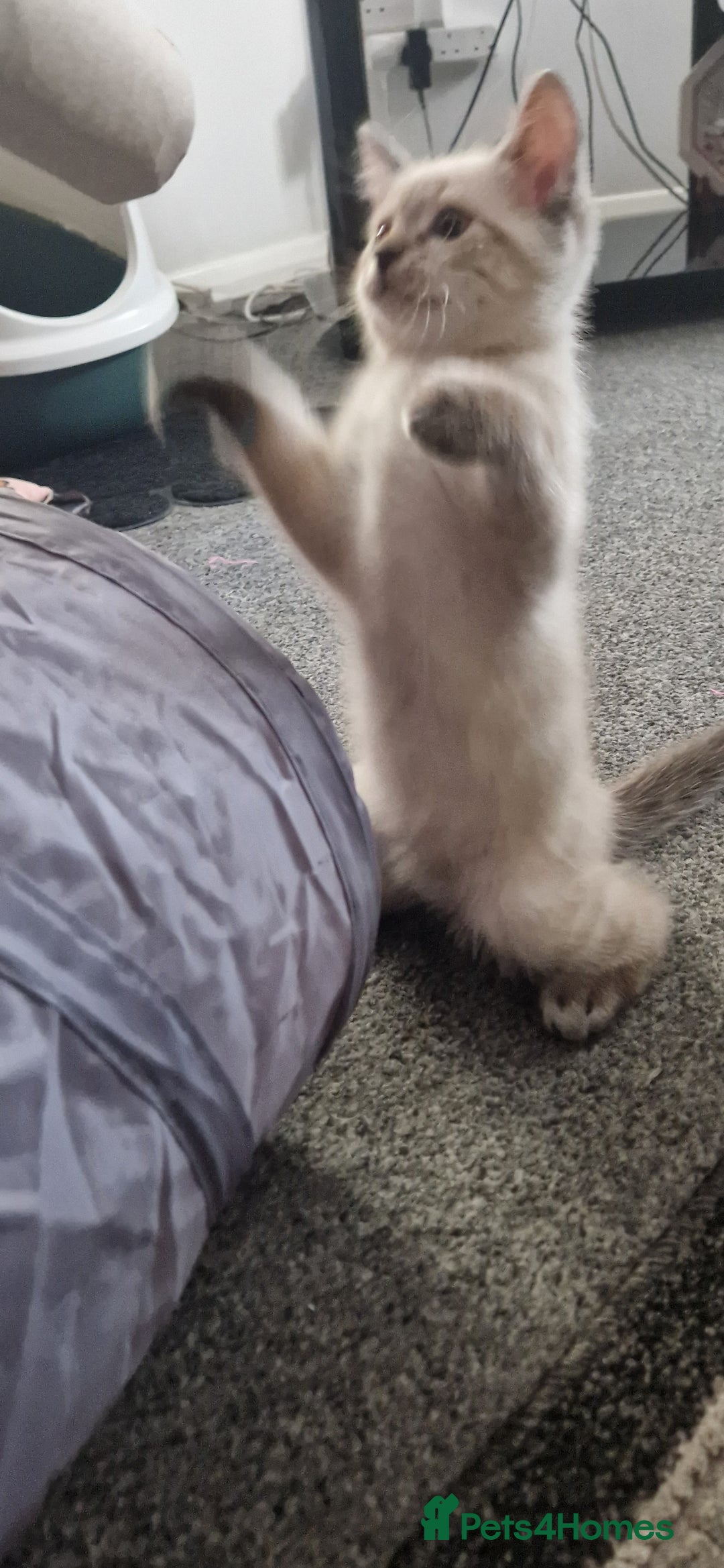Ragdoll cats for sale: Ragdoll X Bengal - Image 18