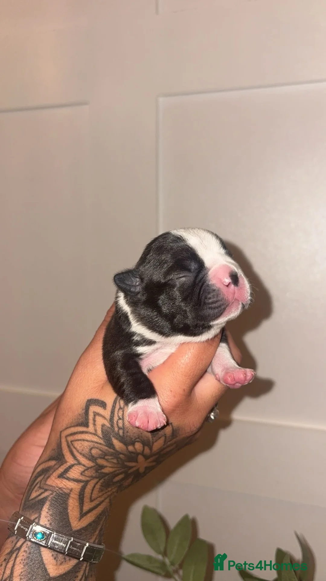 Boston Terrier dogs for sale: 4 beautifully marked Boston terrier puppies in Houghton le Spring - Advert 8