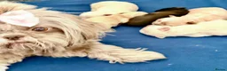 Shih Tzu dogs for sale: KC Reg Imperial Shihtzu Pups 3 boys 2Girls - Advert 4