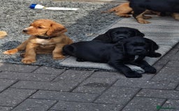 Cocker Spaniel dogs for sale: Mr Mark Hulme in Sandbach - Image 18