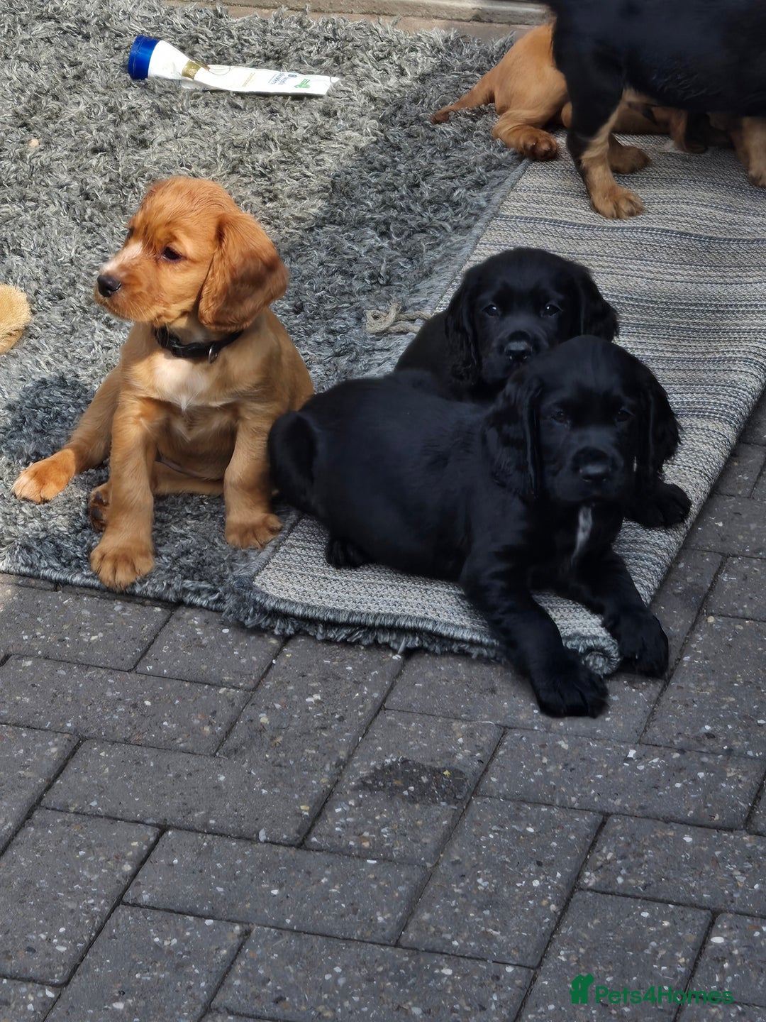 Cocker Spaniel dogs for sale: Mr Mark Hulme in Sandbach - Image 18