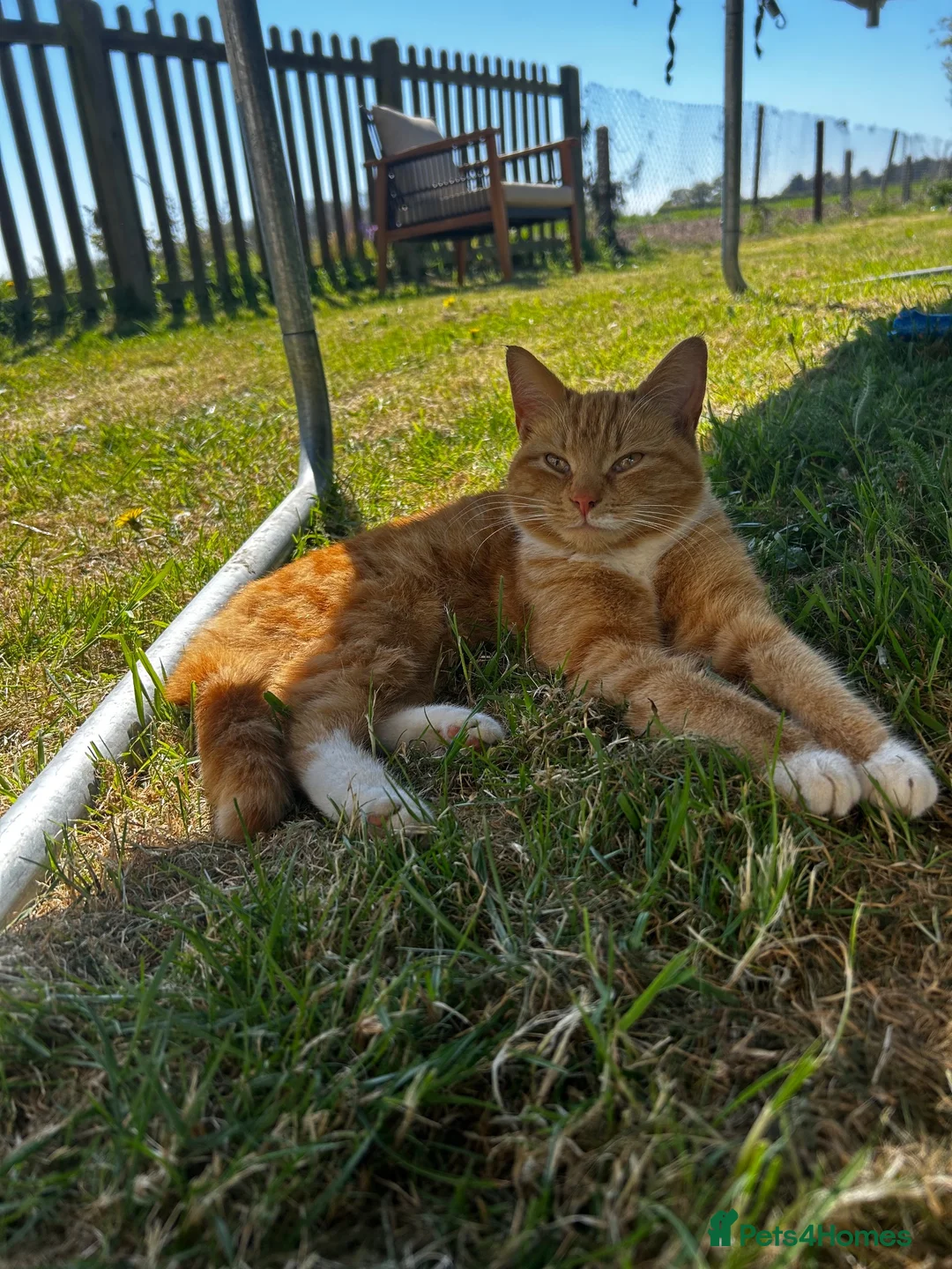 Mixed Breed cats for sale: 3 kittens  in Ipswich - Advert 9