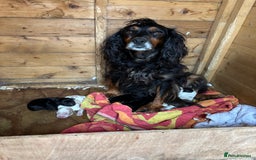 Cocker Spaniel dogs for sale: Cocker spaniel black bitch - Image 6