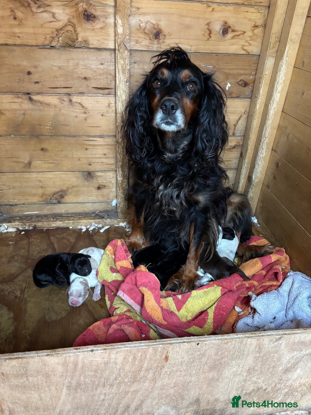 Cocker Spaniel dogs for sale: Cocker spaniel black bitch - Image 6