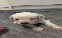 Labrador Retriever dogs for sale: Gorgeous Yellow Labrador Puppies - Image 11