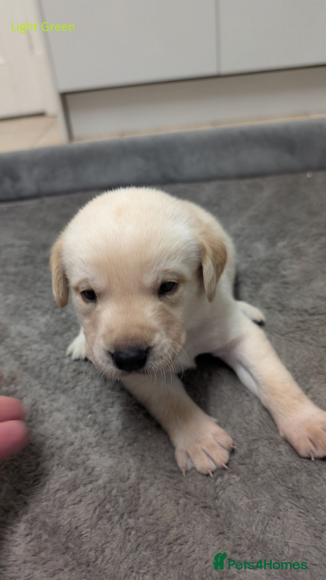Labrador Retriever dogs for sale: Gorgeous Yellow Labrador Puppies - Image 11