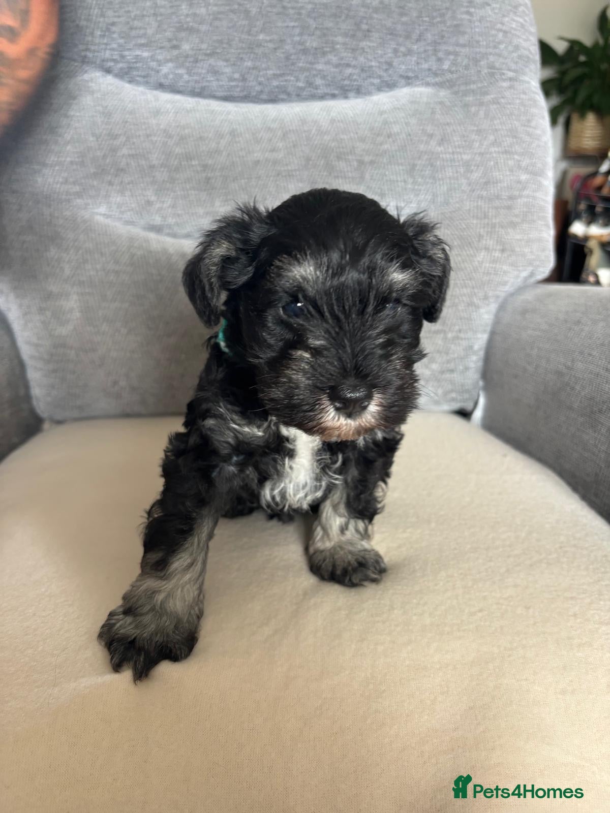 Miniature Schnauzer dogs for sale: Beautiful Miniature Schnauzers  - Advert 11