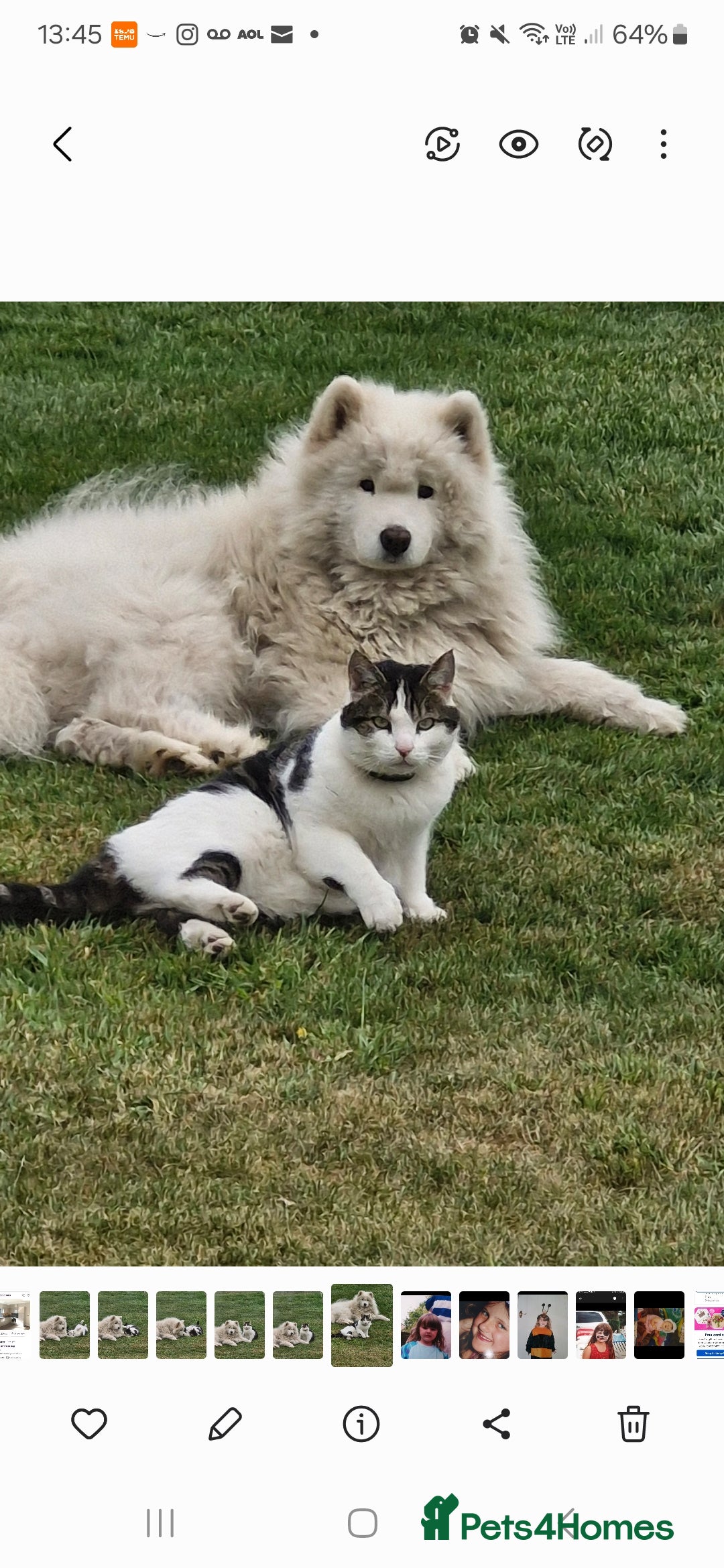 Mixed Breed cats for sale: Mixed breed kittens  - Image 11